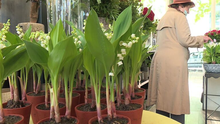 Montpellier : secrets et traditions du muguet révélés pour un avenir radieux